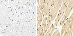 Phospho-p38 MAPK (Thr180, Tyr182) Antibody in Immunohistochemistry (Paraffin) (IHC (P))