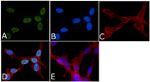 Phospho-p38 MAPK (Thr180, Tyr182) Antibody in Immunocytochemistry (ICC/IF)