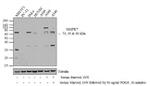 ERK5 Antibody in Western Blot (WB)