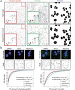 Phospho-Paxillin (Tyr118) Antibody in Immunocytochemistry, Immunohistochemistry (ICC/IF, IHC)