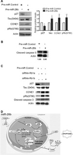 Phospho-Tau (Ser404) Antibody in Western Blot (WB)