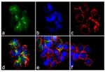 Phospho-ITGB1 (Thr788, Thr789) Antibody in Immunocytochemistry (ICC/IF)