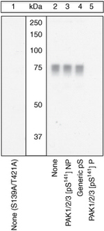 Phospho-PAK1/2/3 (Ser141) Antibody in Western Blot (WB)