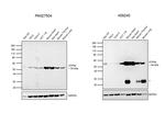 ATP5A1 Antibody