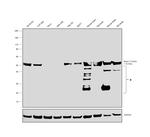 beta Tubulin Antibody