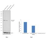 beta Tubulin Antibody in Western Blot (WB)