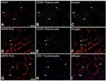 CD3 Antibody in Immunocytochemistry (ICC/IF)