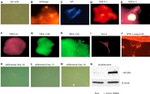 Doublecortin Antibody in Western Blot, Immunocytochemistry (WB, ICC/IF)