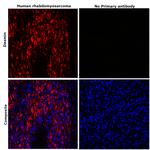 Desmin Antibody in Immunohistochemistry (Paraffin) (IHC (P))