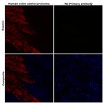 Desmin Antibody in Immunohistochemistry (Paraffin) (IHC (P))