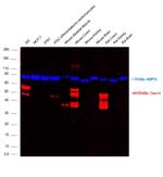 Desmin Antibody in Western Blot (WB)