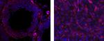 Desmin Antibody in Immunohistochemistry (Paraffin) (IHC (P))