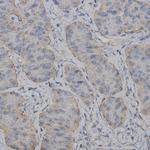 eNOS Antibody in Immunohistochemistry (Paraffin) (IHC (P))