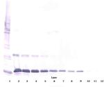 IL-16 Antibody in Western Blot (WB)