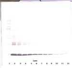 GM-CSF Antibody in Western Blot (WB)