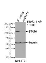 STAT6 Antibody in Western Blot (WB)