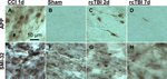 beta Amyloid Antibody in Immunohistochemistry (Frozen) (IHC (F))