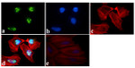 NFkB p50 Antibody in Immunocytochemistry (ICC/IF)