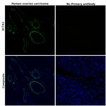 Alpha-Smooth Muscle Actin Antibody in Immunohistochemistry (Paraffin) (IHC (P))