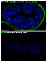 Alpha-Smooth Muscle Actin Antibody in Immunohistochemistry (Paraffin) (IHC (P))