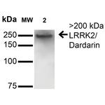 Leucine-Rich Repeat Kinase 2 (LRRK2) Antibody in Western Blot (WB)