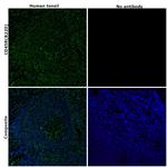 CD45R (B220) Antibody in Immunohistochemistry (Paraffin) (IHC (P))