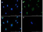 VDAC/Porin Antibody in Immunocytochemistry (ICC/IF)