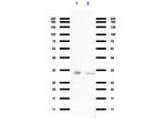 VDAC/Porin Antibody in Western Blot (WB)