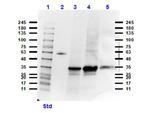 VDAC/Porin Antibody in Western Blot (WB)