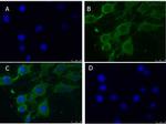 PINK1 truncated Antibody in Immunocytochemistry (ICC/IF)