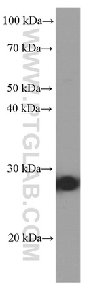 BCL2 Antibody in Western Blot (WB)