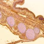 SSEA-3 Antibody in Immunohistochemistry (Paraffin) (IHC (P))