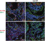 IL-17A Antibody in Immunocytochemistry (ICC/IF)