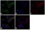 ERK1/ERK2 Antibody in Immunocytochemistry (ICC/IF)