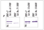 ERK1/ERK2 Antibody in Immunoprecipitation (IP)