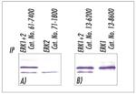 ERK1/ERK2 Antibody