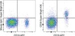 CD39 Antibody in Flow Cytometry (Flow)