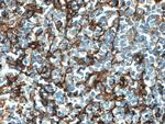 CD13 Antibody in Immunohistochemistry (Paraffin) (IHC (P))