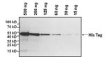 6x-His Tag Antibody in Western Blot (WB)