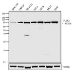 IRAK1 Antibody in Western Blot (WB)