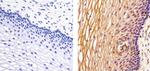 IRAK4 Antibody in Immunohistochemistry (Paraffin) (IHC (P))