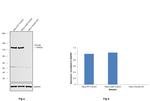 Vinculin Antibody