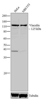 Vinculin Antibody in Western Blot (WB)