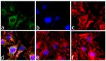 Caspase 3 Antibody in Immunocytochemistry (ICC/IF)