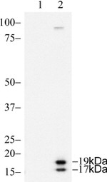 Caspase 3 Antibody