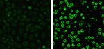 Caspase 3 Antibody in Immunocytochemistry (ICC/IF)