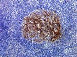 Caspase 3 Antibody in Immunohistochemistry (Paraffin) (IHC (P))