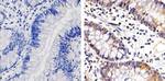 STAT4 Antibody in Immunohistochemistry (Paraffin) (IHC (P))