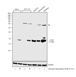 LC3B Antibody in Western Blot (WB)