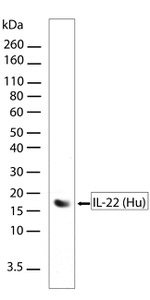 IL-22 Antibody in Western Blot (WB)